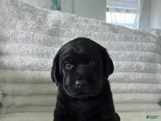 Labrador Retriever dogs Labrador Retriever Puppy - REX - Ad 32