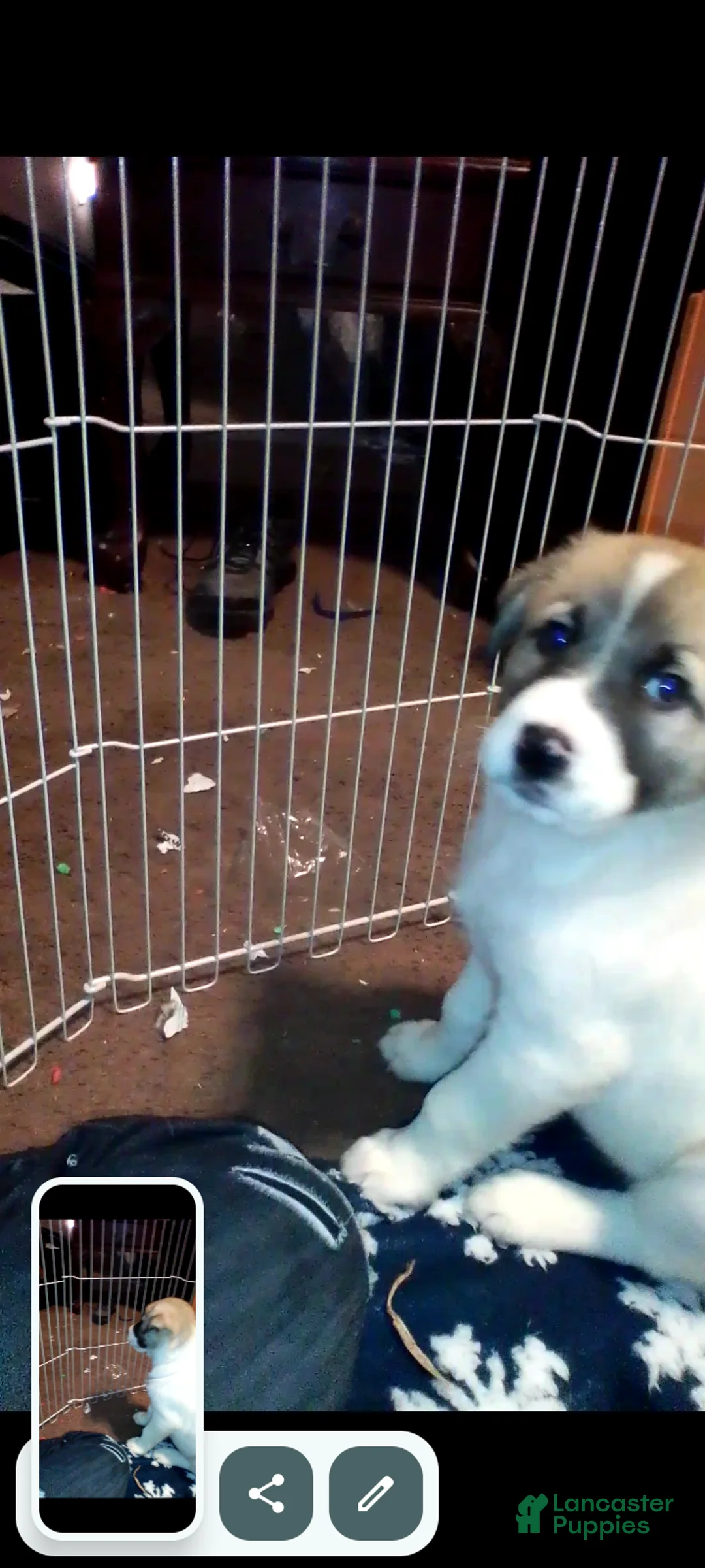 Mixed Breed dogs for sale: BABY JOJO  - Ad 43