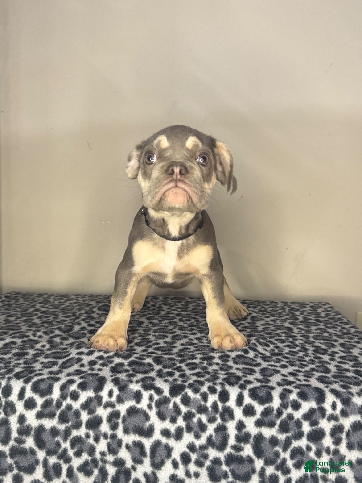 French Bulldog dogs French Bulldog 4 - Ad 33