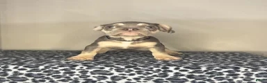 French Bulldog 4