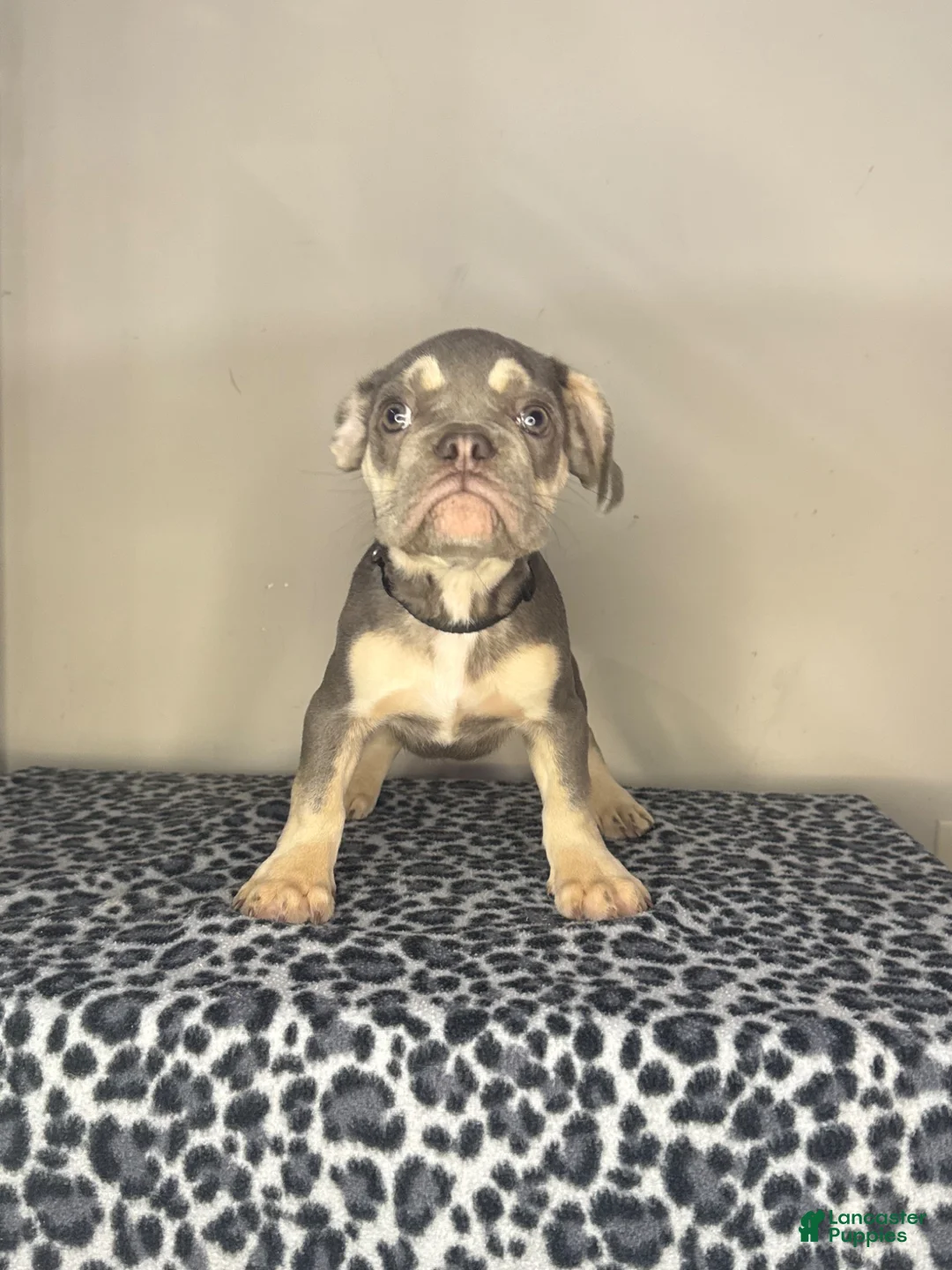 French Bulldog dogs for sale: French Bulldog 4 - Ad 1