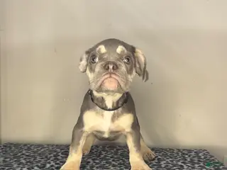 French Bulldog dogs French Bulldog 4 - Ad 42