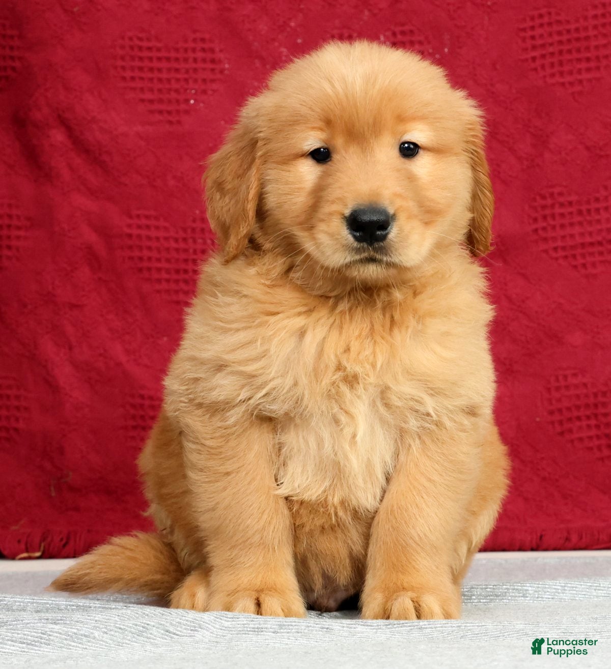 Golden Retriever dogs Elliott - Ad 2