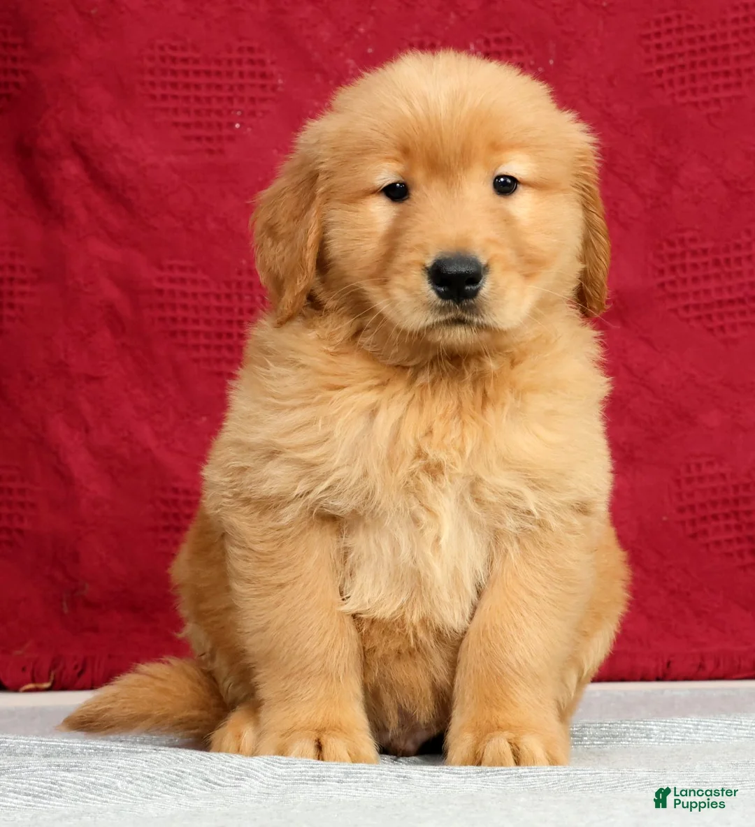 Golden Retriever dogs for sale: Elliott - Ad 2
