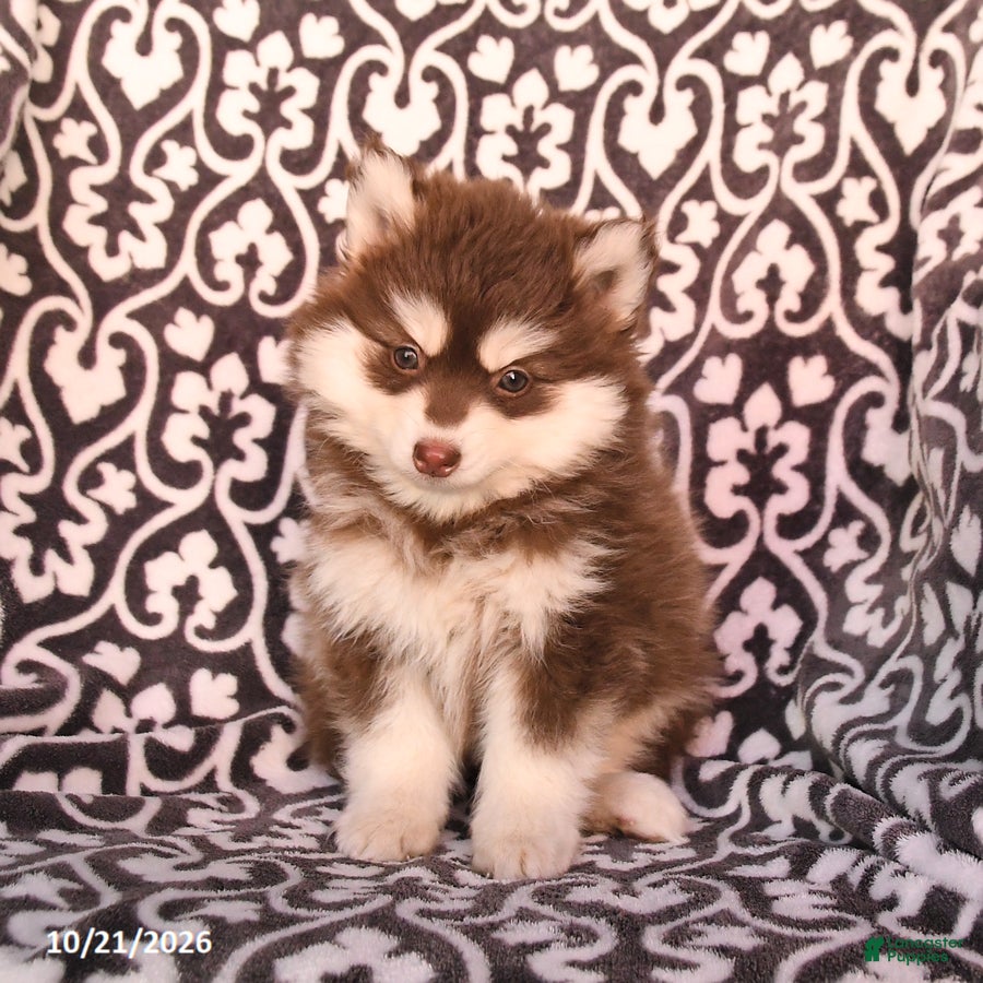 Pomsky dogs for sale: Cherry - Ad 1