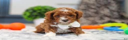 Cavapoo dogs for sale: Austin - Ad 18