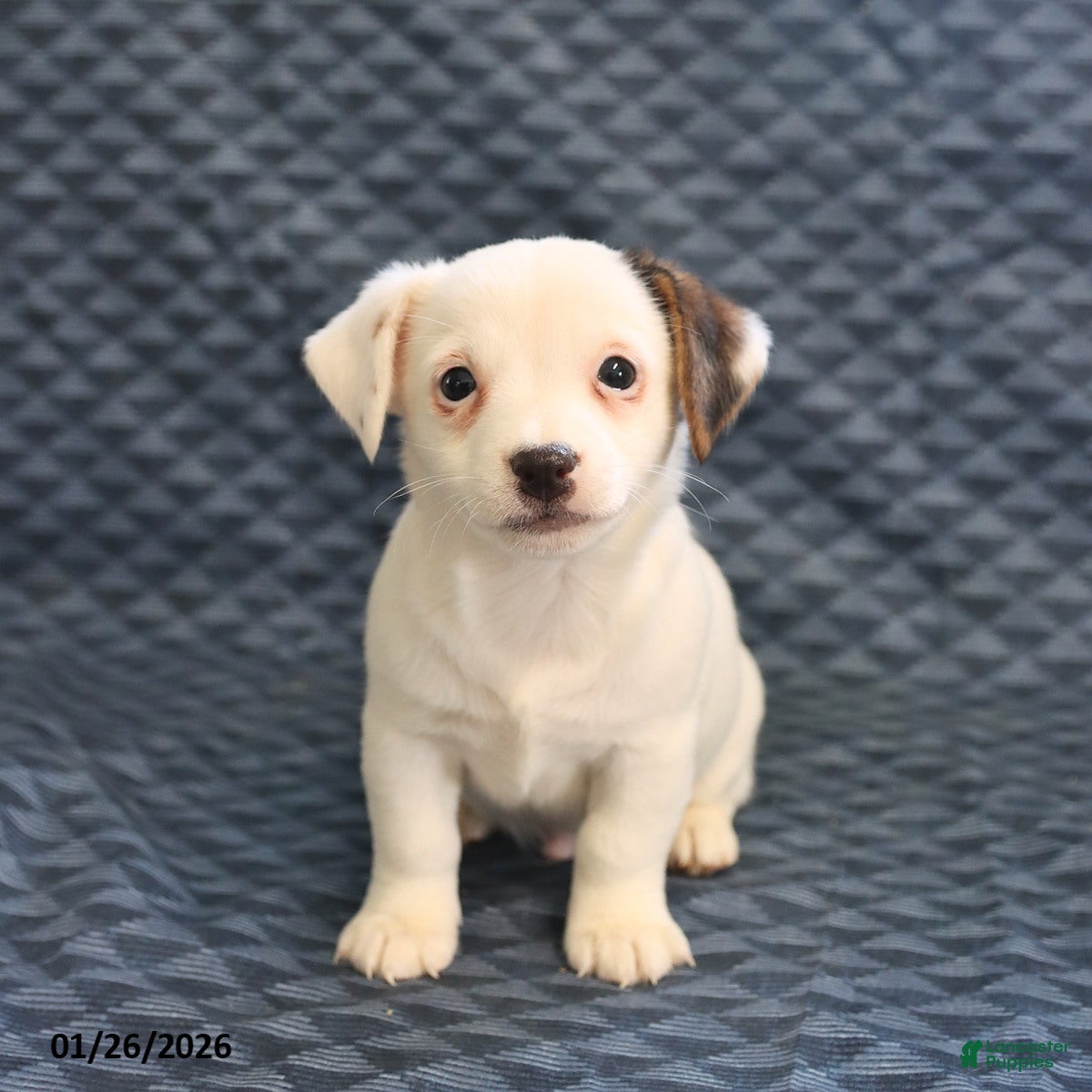 Jack Russell Terrier dogs Isaac - Ad 2