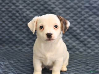 Jack Russell Terrier dogs Isaac - Ad 2