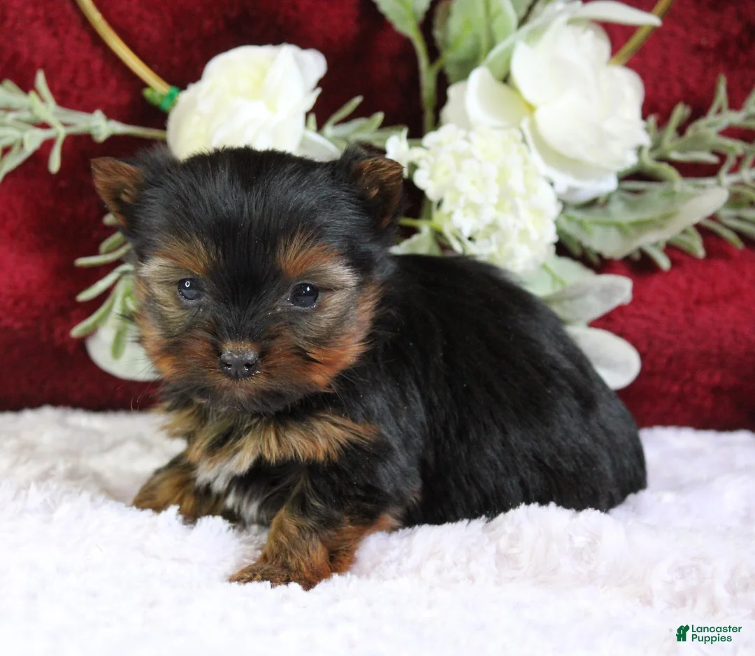 Yorkshire Terrier dogs for sale: Diamond - Ad 5