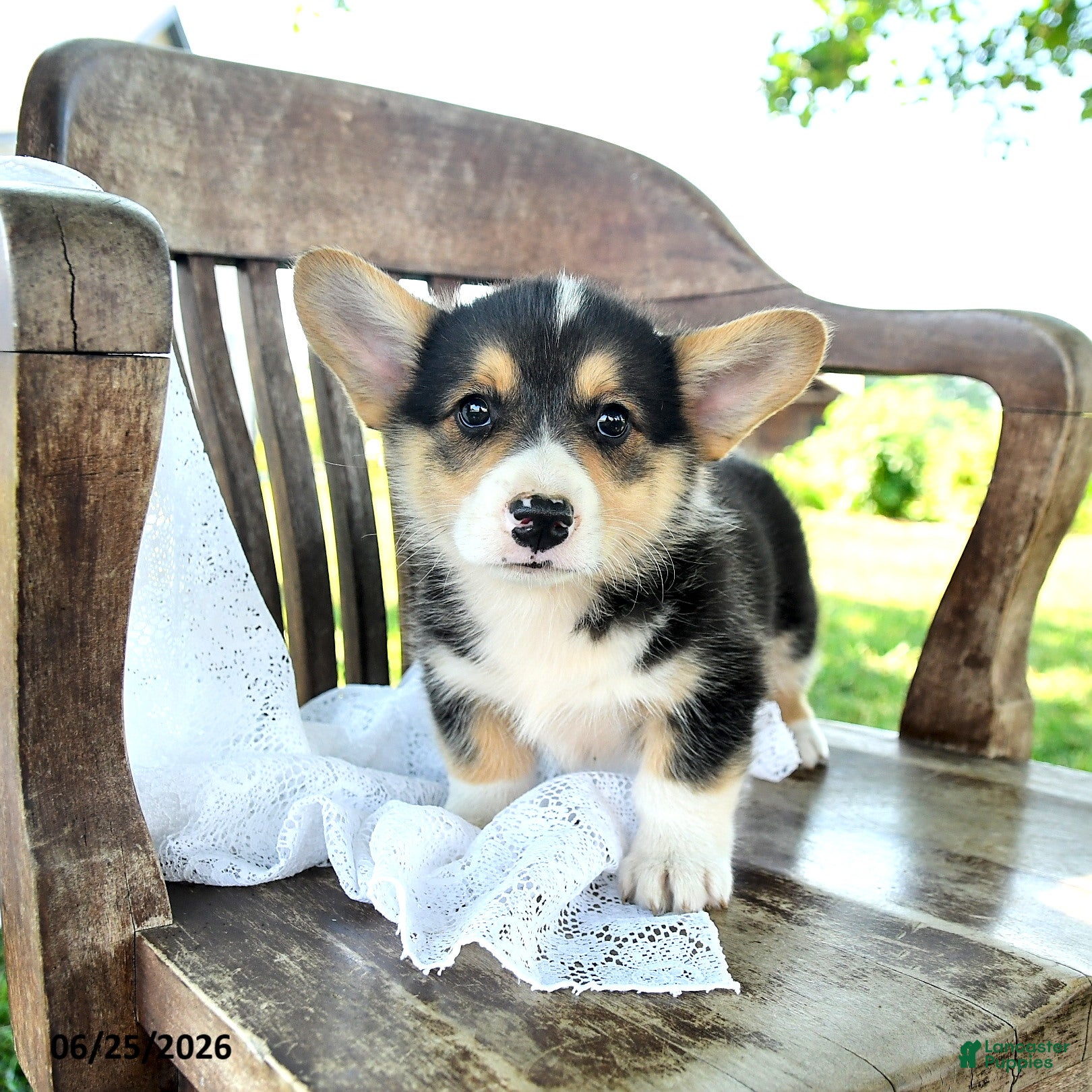 Welsh Corgi Pembroke dogs Reilly - Ad 2