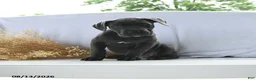 Cane Corso dogs for sale: Athena - Ad 3
