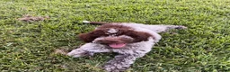 Lagotto Romagnolo dogs for sale: Red collar male - Ad 22