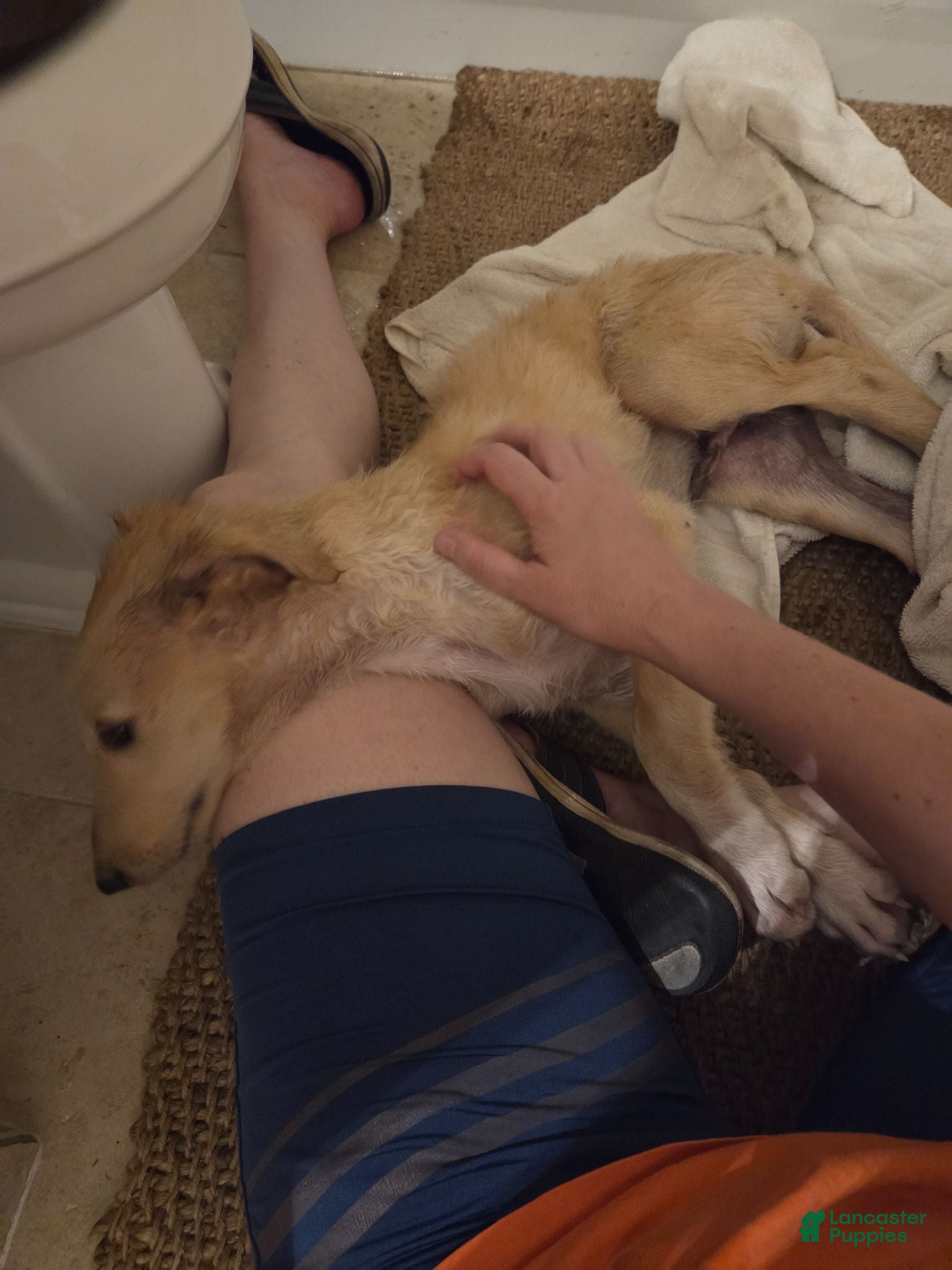 Borzoi dogs Brigitte-apri-pedigree-female - Ad 2