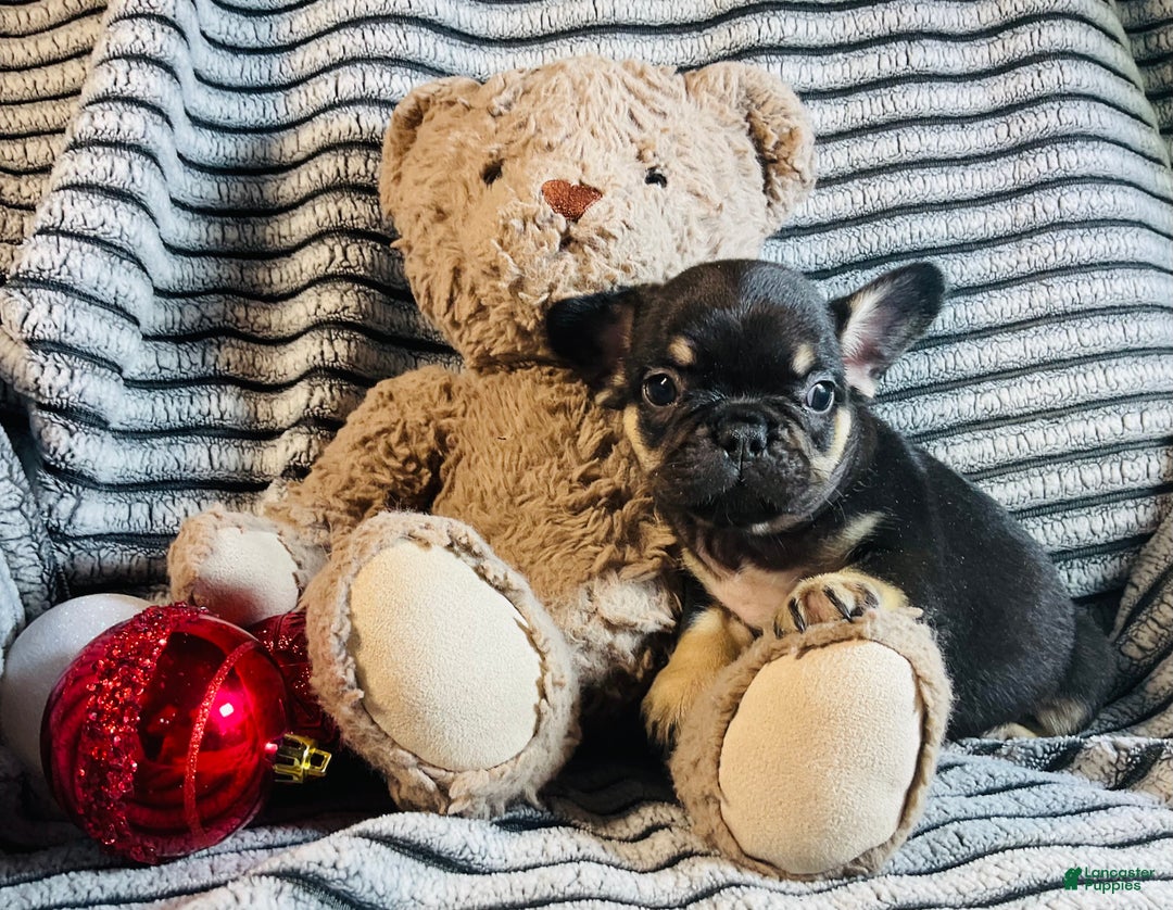 French Bulldog dogs for sale: Chloe  - Ad 2