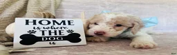 Goldendoodle dogs for sale: Jade 🩵 - Ad 12