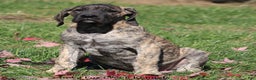 Great Dane dogs for sale: Great Dane Puppy 1 - Ad 8