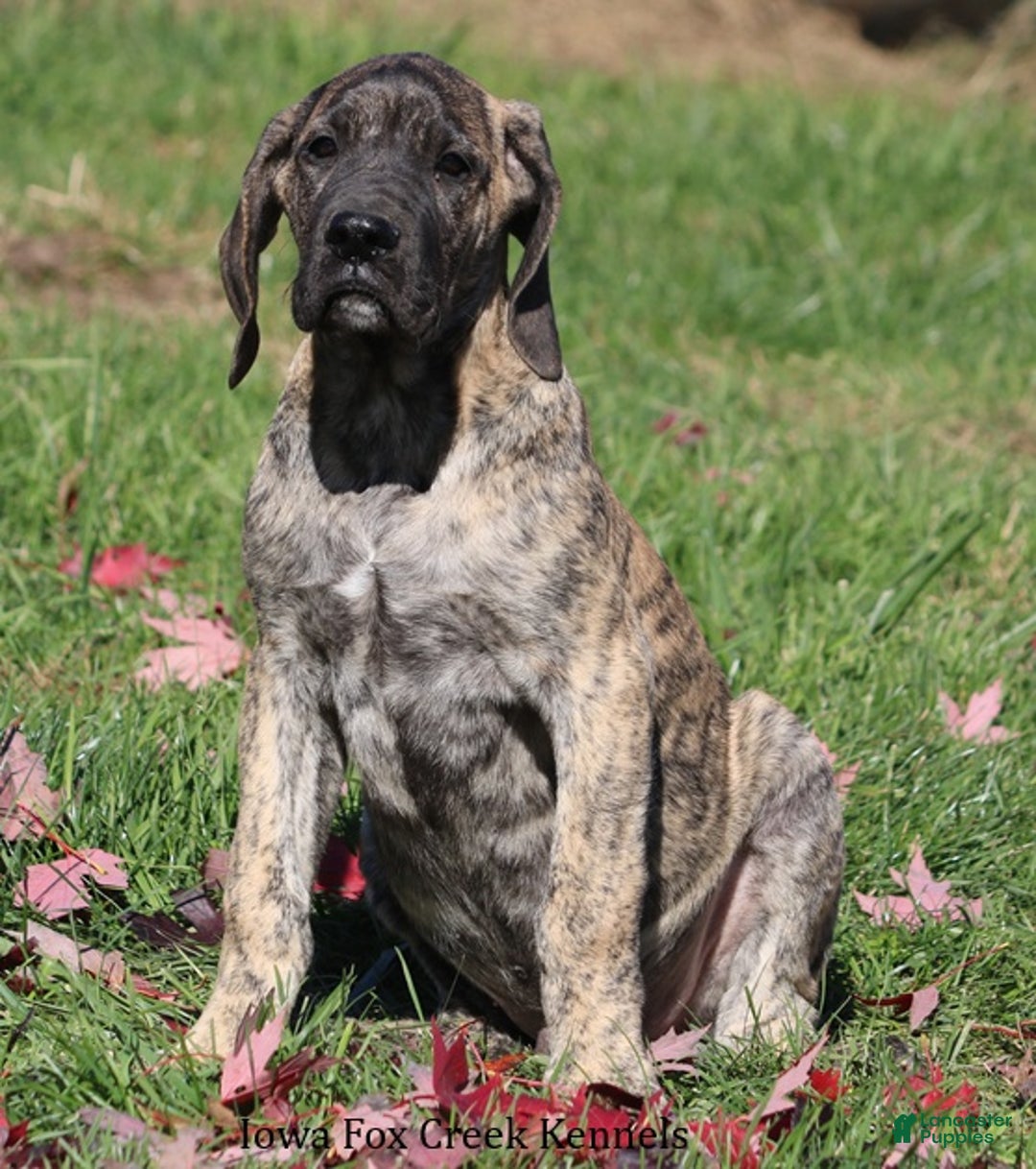 Great Dane dogs for sale: Great Dane Puppy 1 - Ad 8