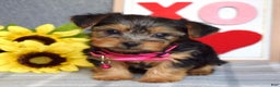 Yorkshire Terrier dogs for sale: Haddie - Ad 7