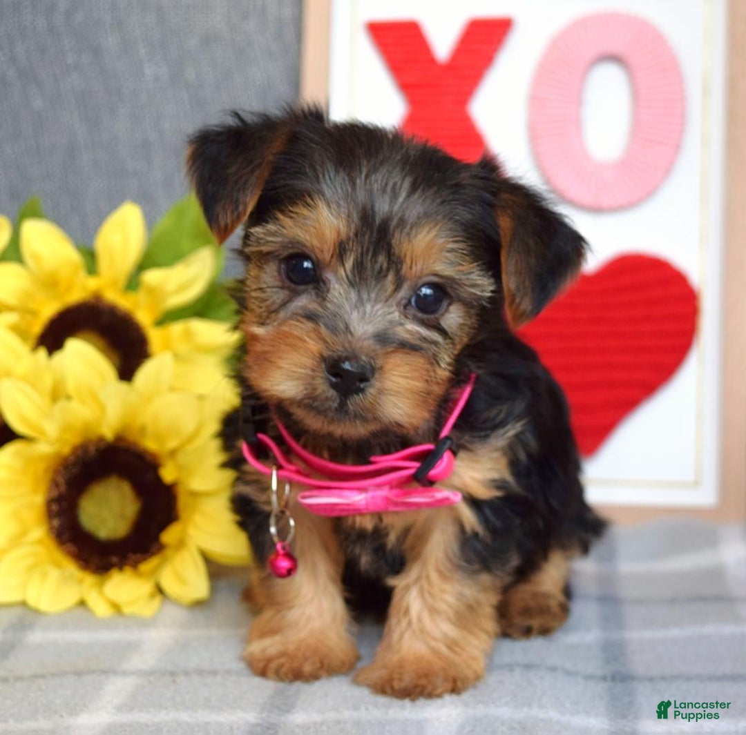 Yorkshire Terrier dogs for sale: Haddie - Ad 7