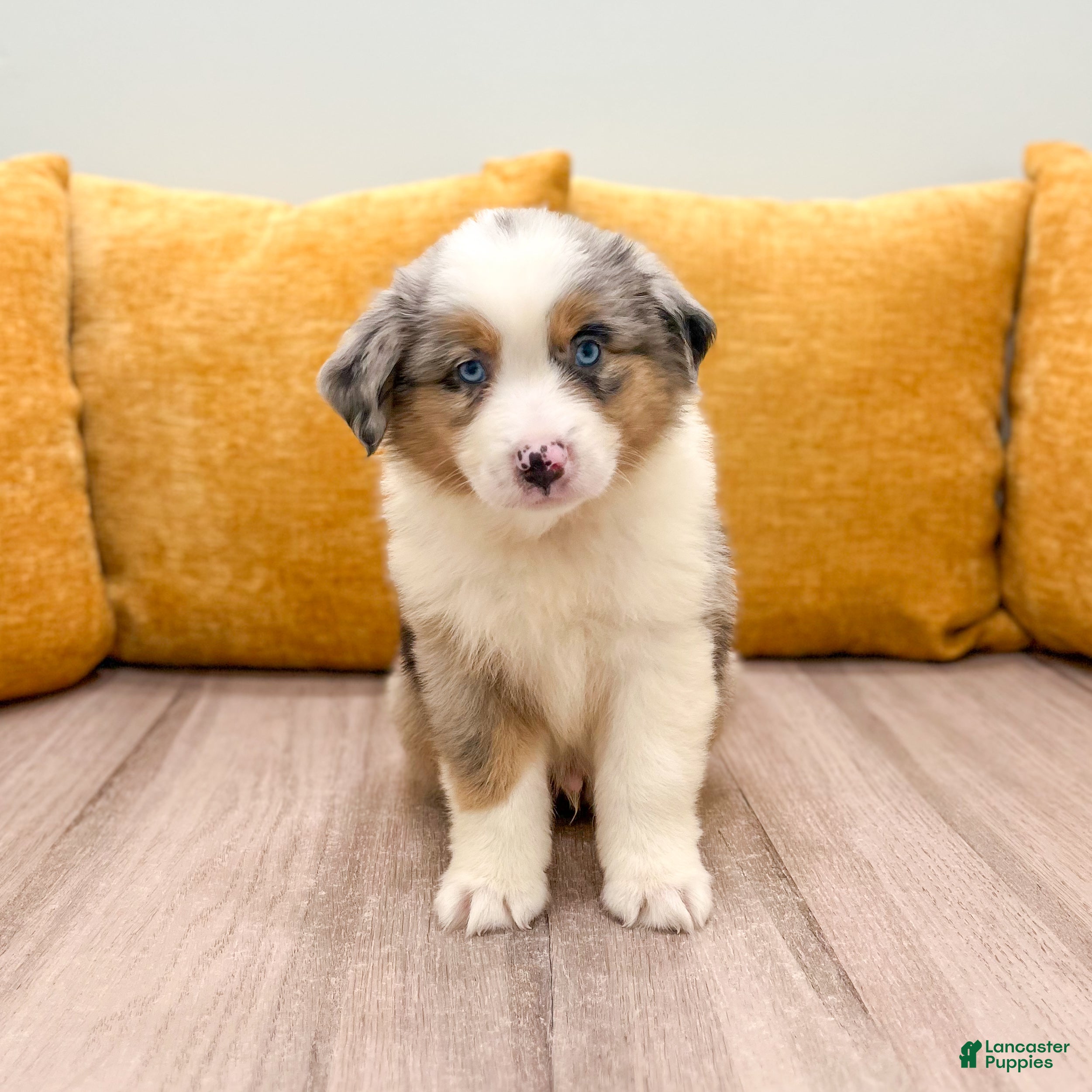 Miniature Australian Shepherd dogs Star - Ad 1