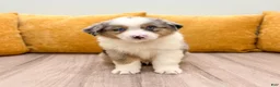 Miniature Australian Shepherd dogs for sale: Star - Ad 1