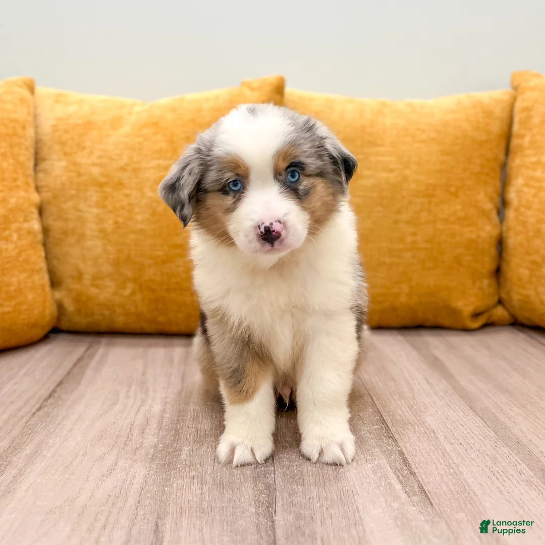 Miniature Australian Shepherd dogs for sale: Star - Ad 1