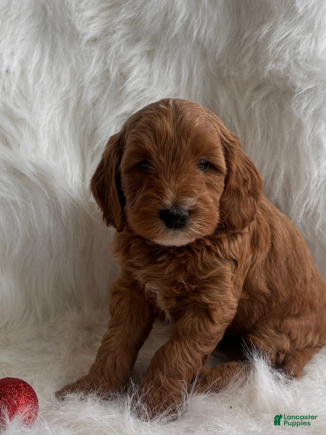 Mixed Breed dogs for sale: Mini Claus  - Ad 3