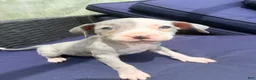 Mixed Breed dogs for sale: seven - Ad 3