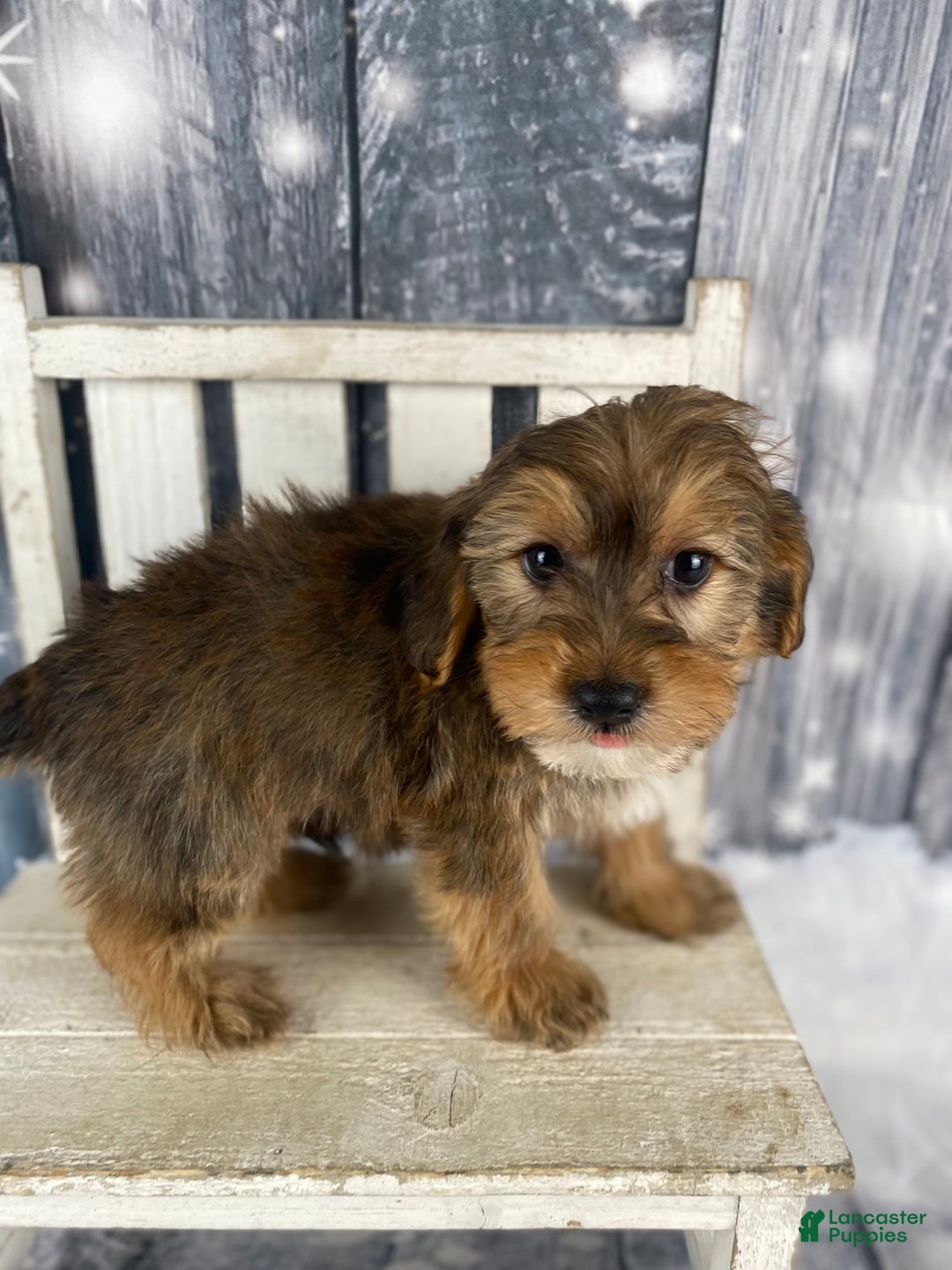 Yorkiepoo dogs for sale: Peanut - Ad 5