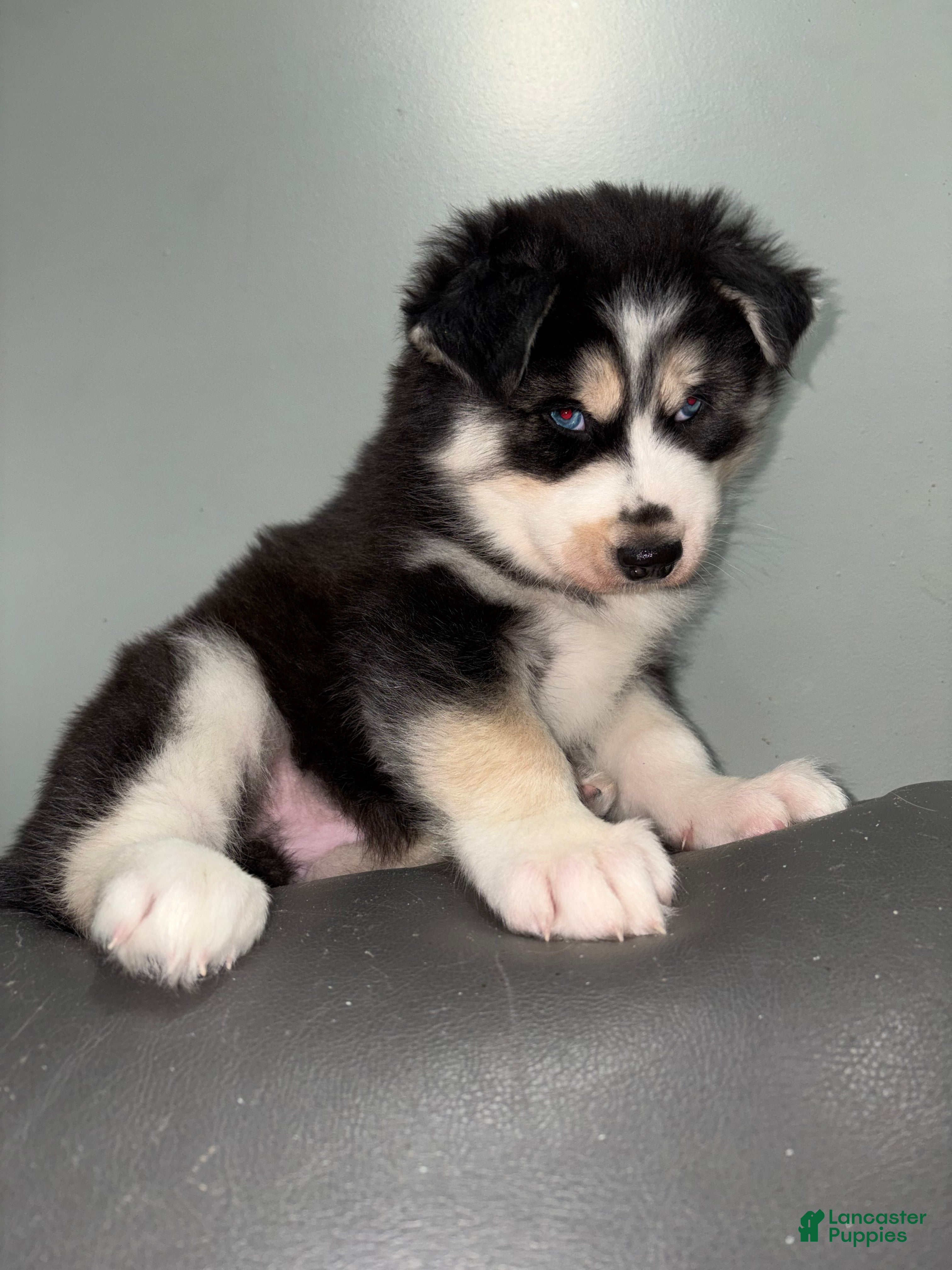 Siberian Husky dogs Siberian Husky Puppy 1 - Ad 1