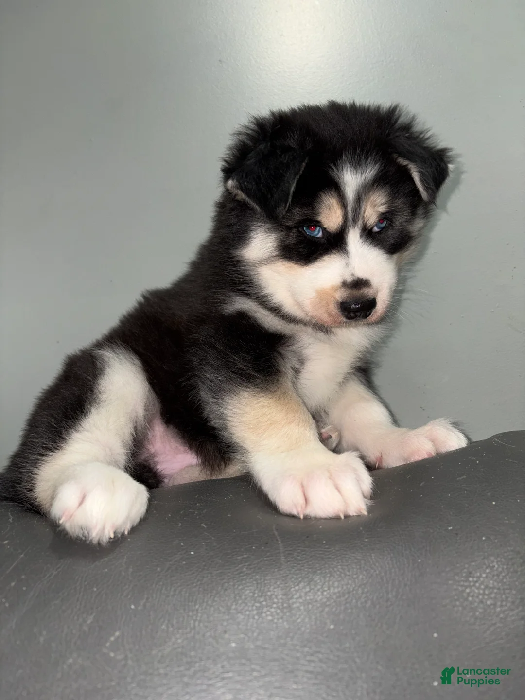 Siberian Husky dogs for sale: Siberian Husky Puppy 1 - Ad 1