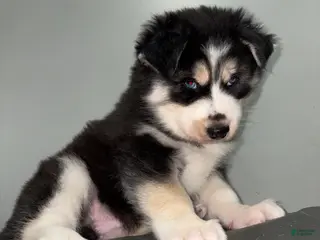 Siberian Husky dogs for sale: Siberian Husky Puppy 1 - Ad 1