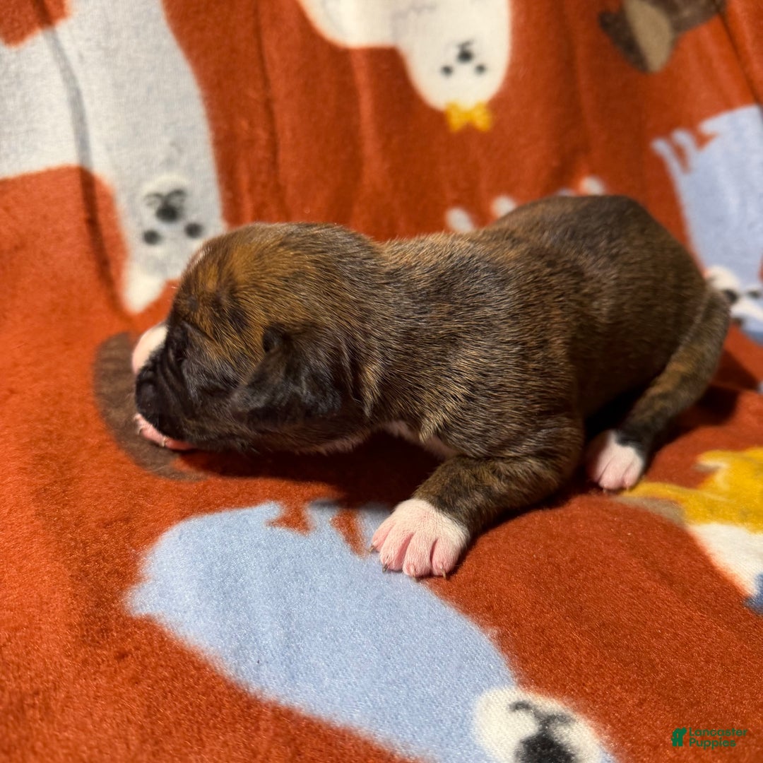 Boxer dogs for sale: Joe - Ad 3