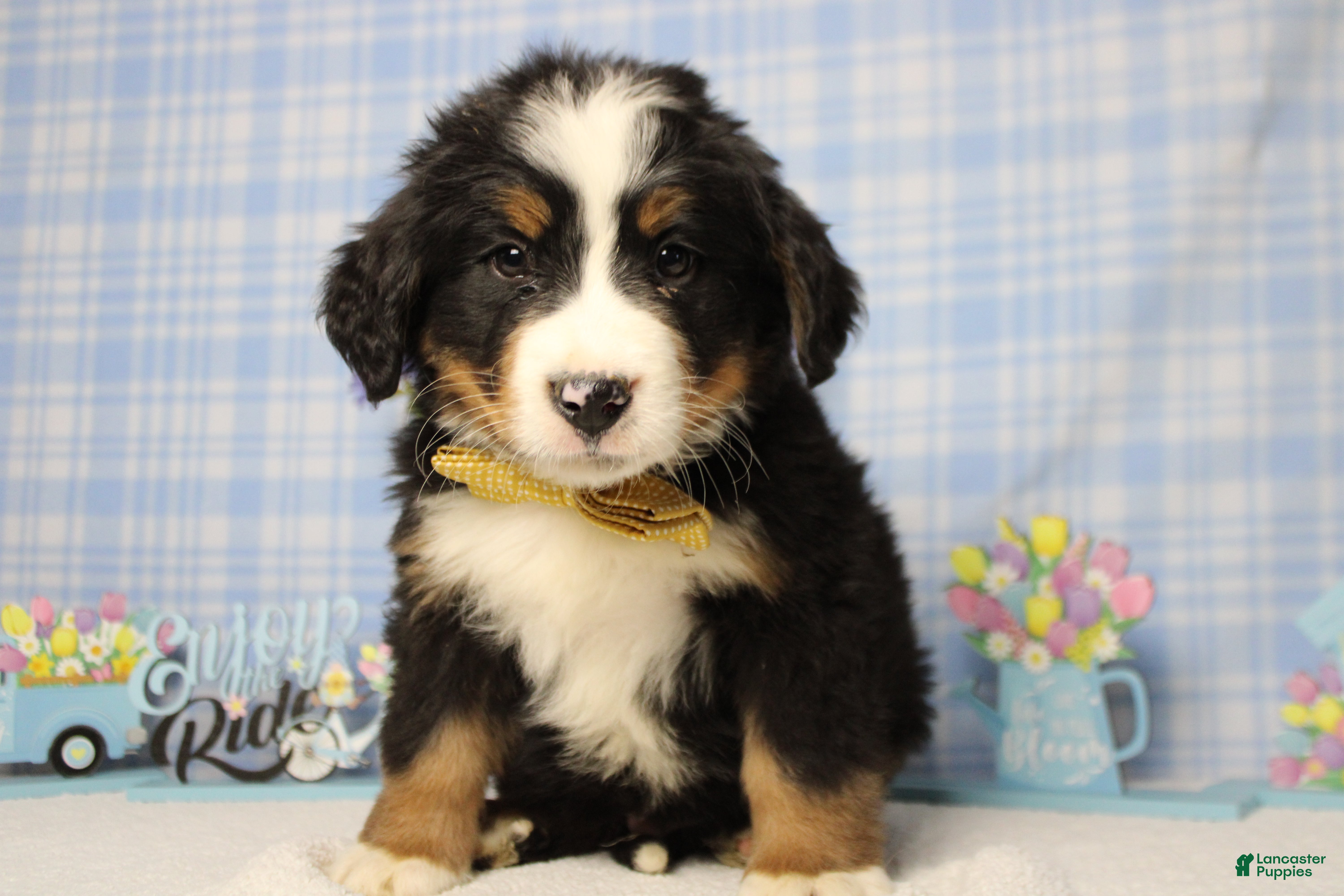 Bernese Mountain Dog dogs Cooper  - Ad 3