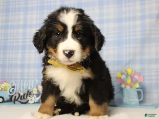 Bernese Mountain Dog dogs Cooper - Ad 3