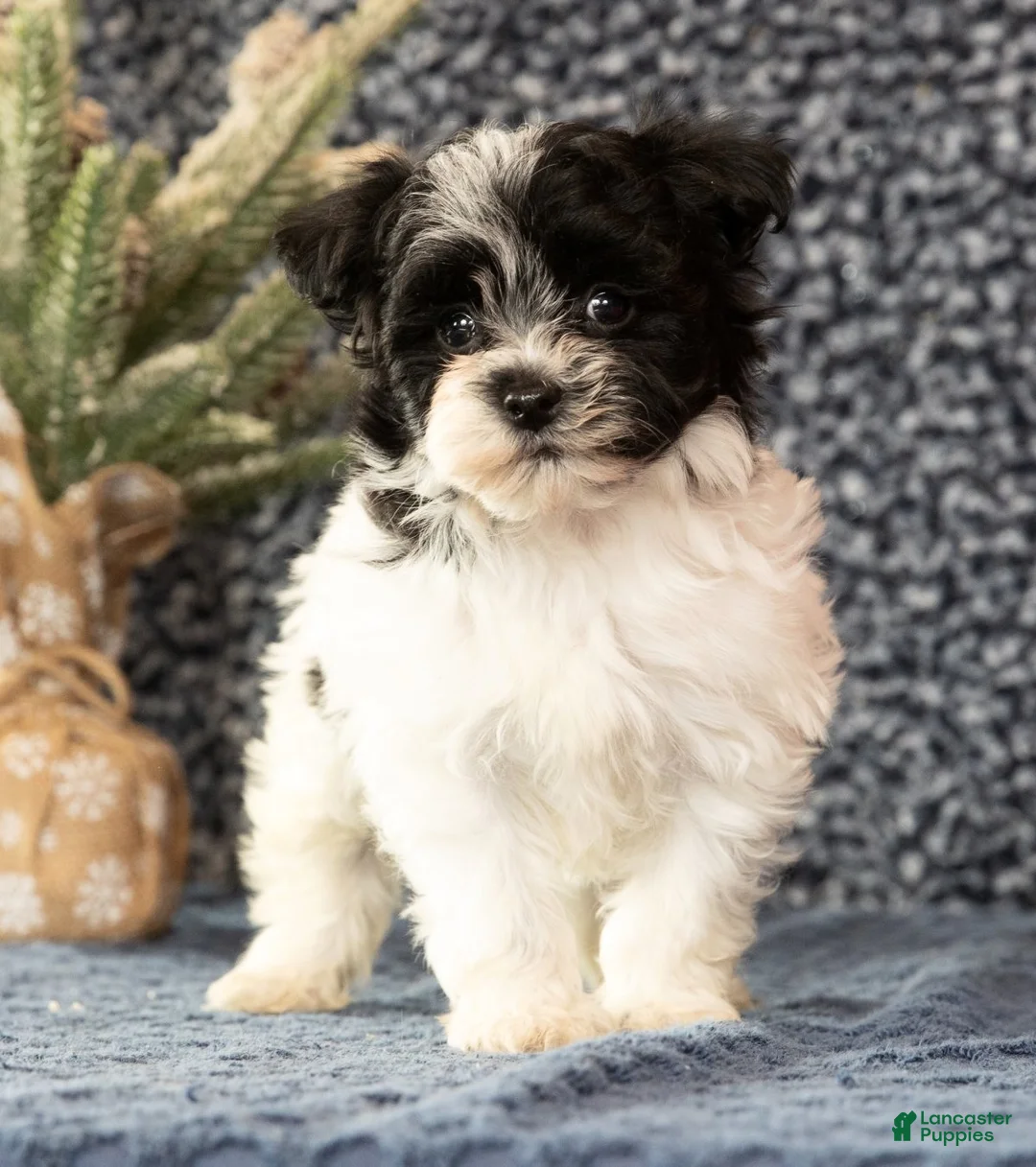 Havapoo dogs for sale: Gabe - Ad 6