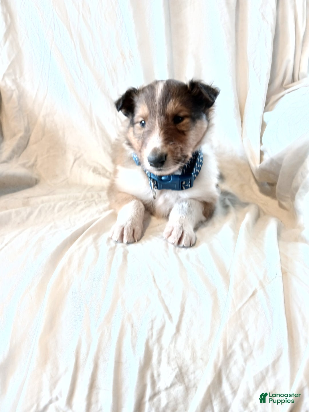 Collie dogs for sale: Brownie - Ad 1