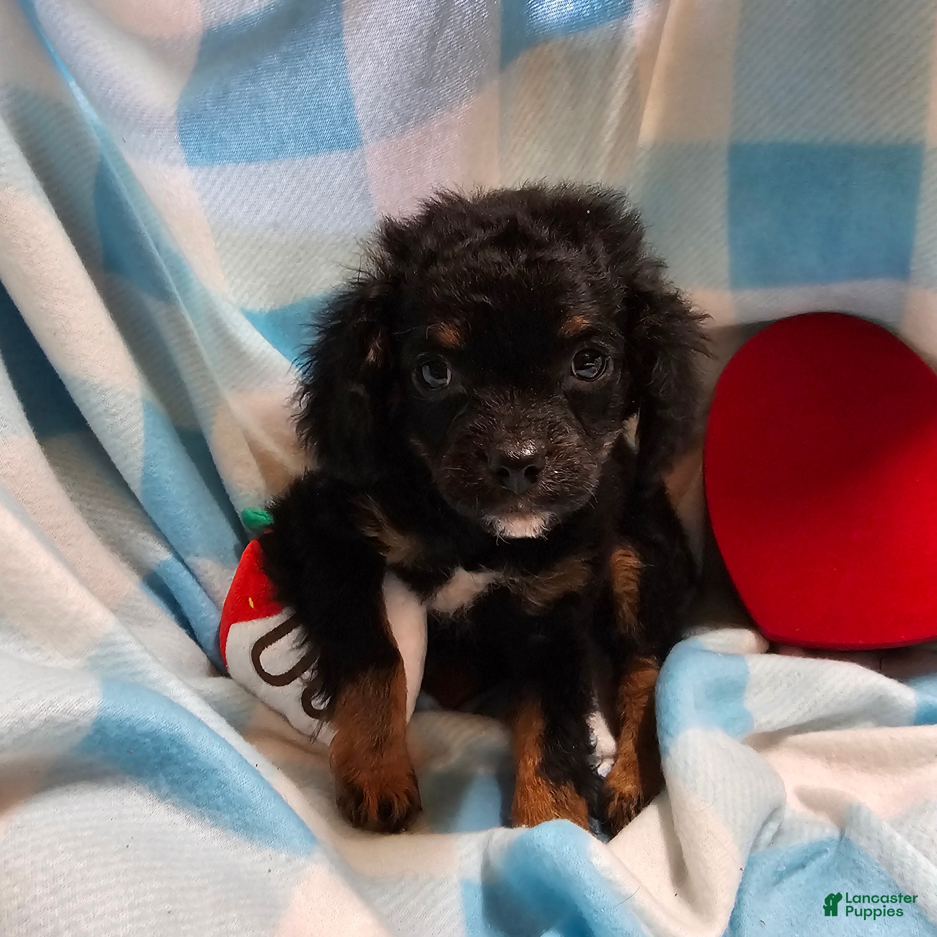 Cavapoo dogs TANGE - Ad 2