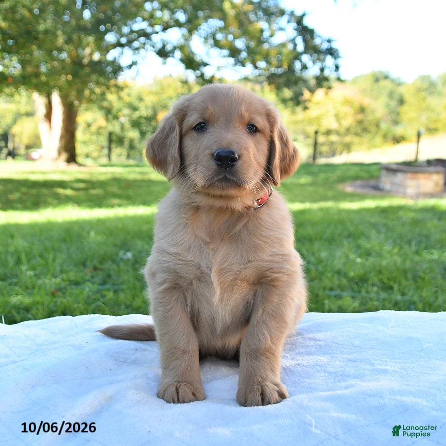 Golden Retriever dogs Archie - Ad 2