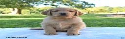 Golden Retriever dogs for sale: Archie - Ad 2