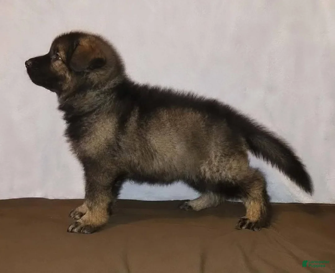 German Shepherd dogs for sale: Black sable male - Ad 1