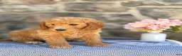 Goldendoodle dogs for sale: Marshmallow - Ad 14