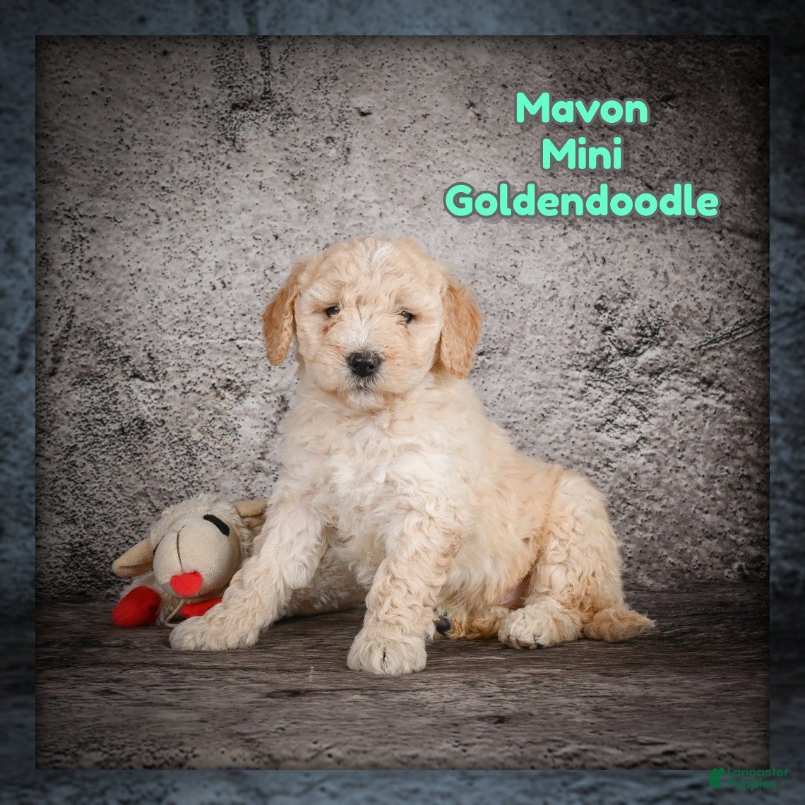 Mini Goldendoodle dogs Mavon - Ad 1