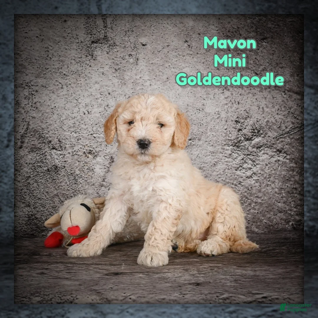 Mini Goldendoodle dogs for sale: Mavon - Ad 1