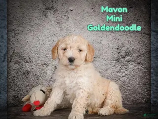 Mini Goldendoodle dogs for sale: Mavon - Ad 4
