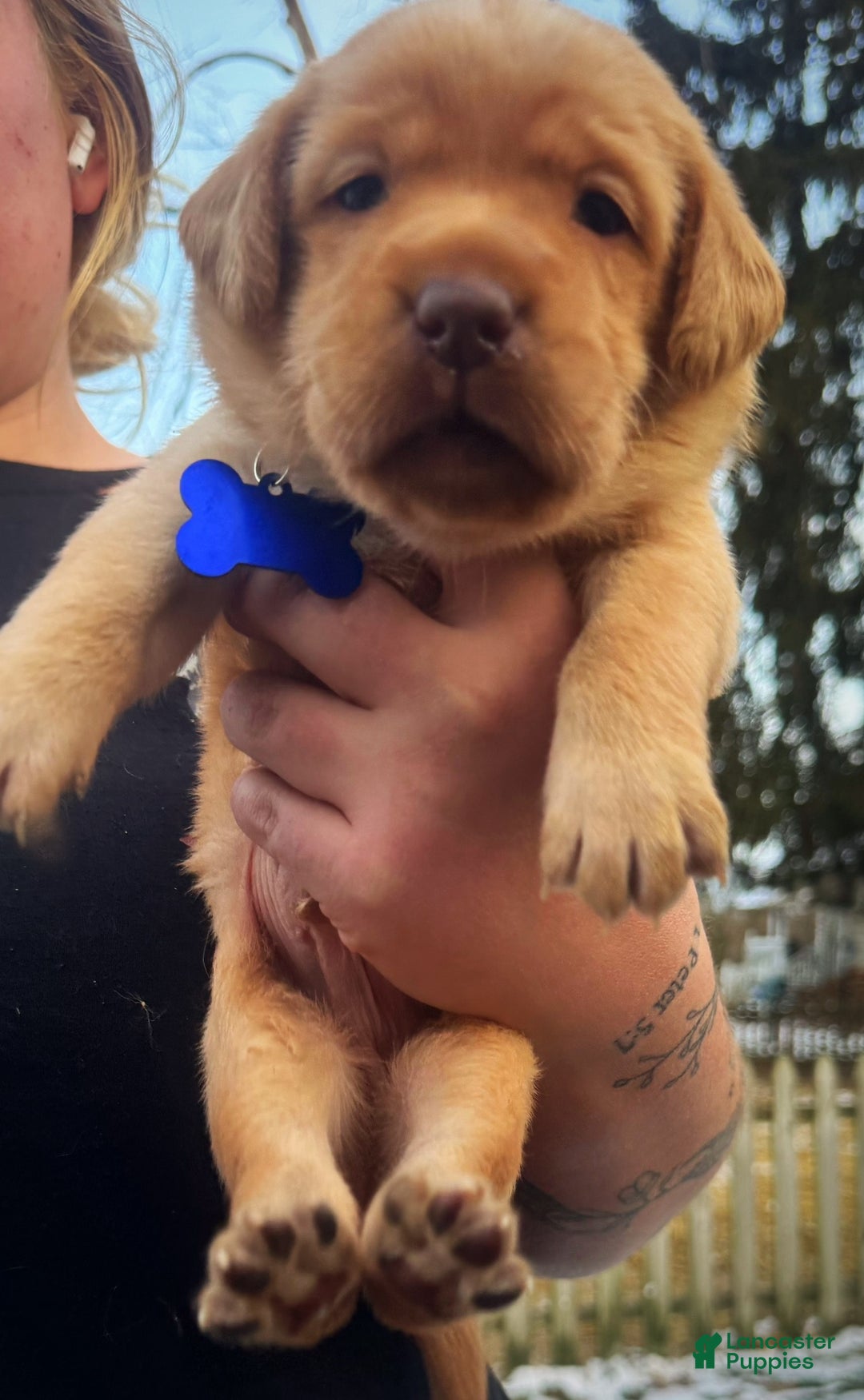 Labrador Retriever dogs for sale: Labrador Retriever Puppy 1 - Ad 10