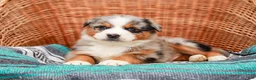 Australian Shepherd dogs for sale: Scamper - Ad 9