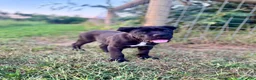 Cane Corso dogs for sale: Bear - ICCF Registered Cane Corso Italian Mastiff - Ad 3