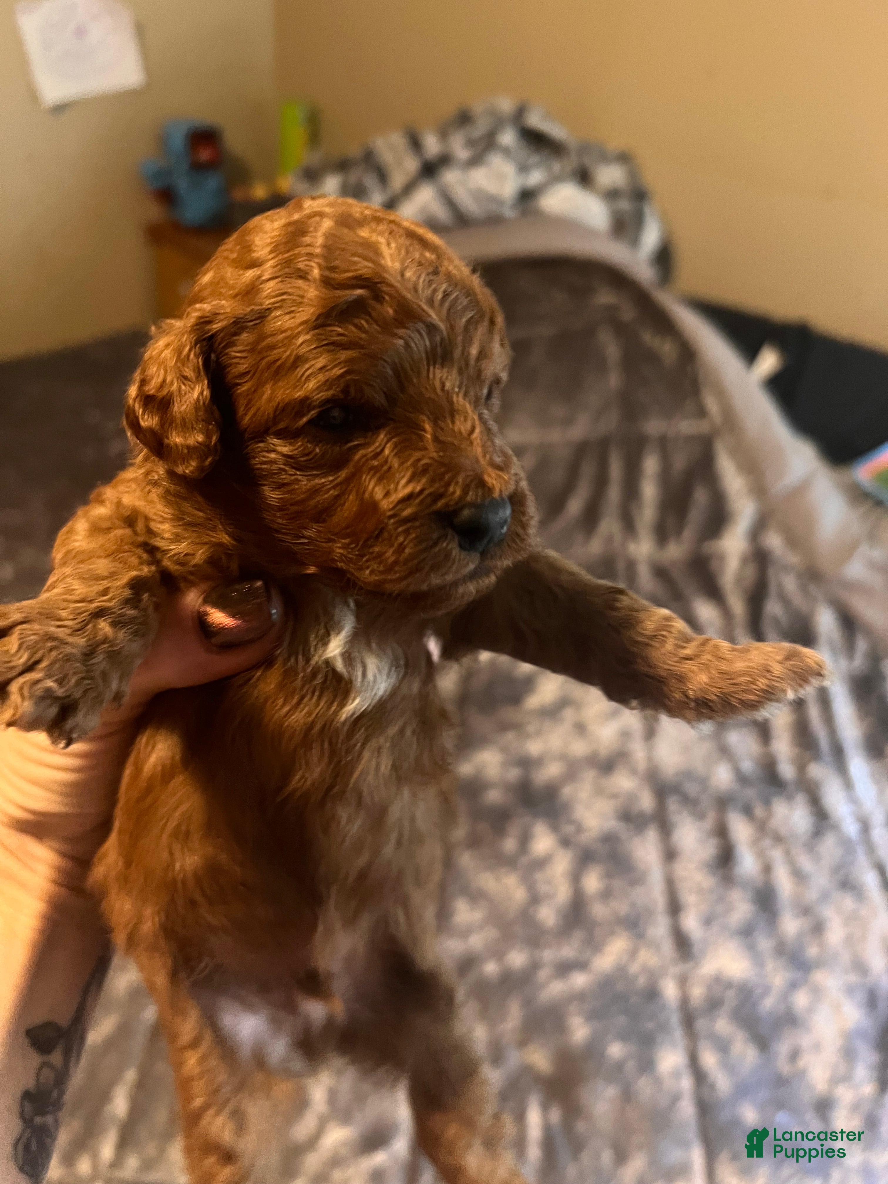 Cavapoo dogs for sale: Cavapoo 3 Black Collar - Ad 2