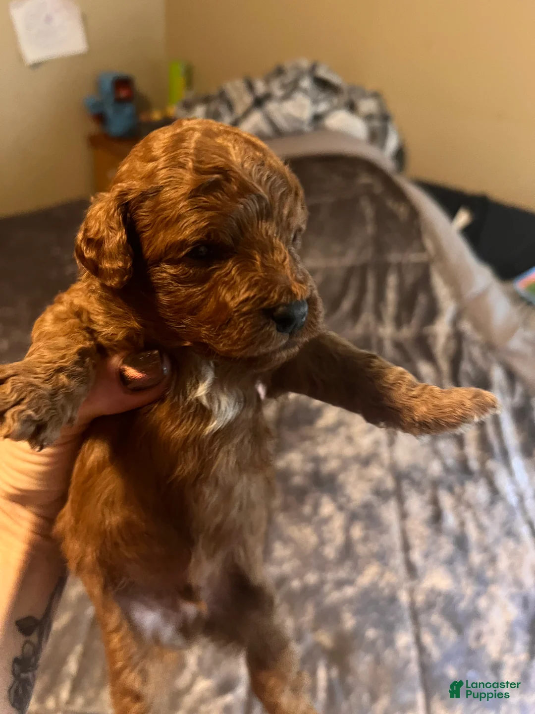 Cavapoo dogs for sale: Cavapoo 3 Black Collar - Ad 1